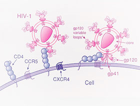 Механизм заражения клетки вирусом ВИЧ